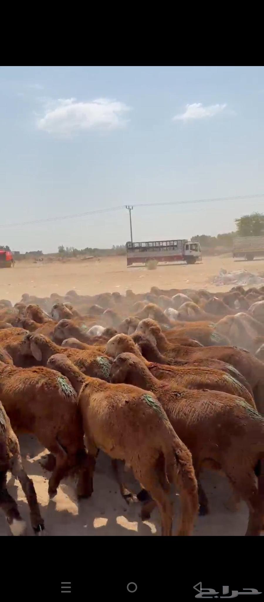 طليان سواكني64558822917507111