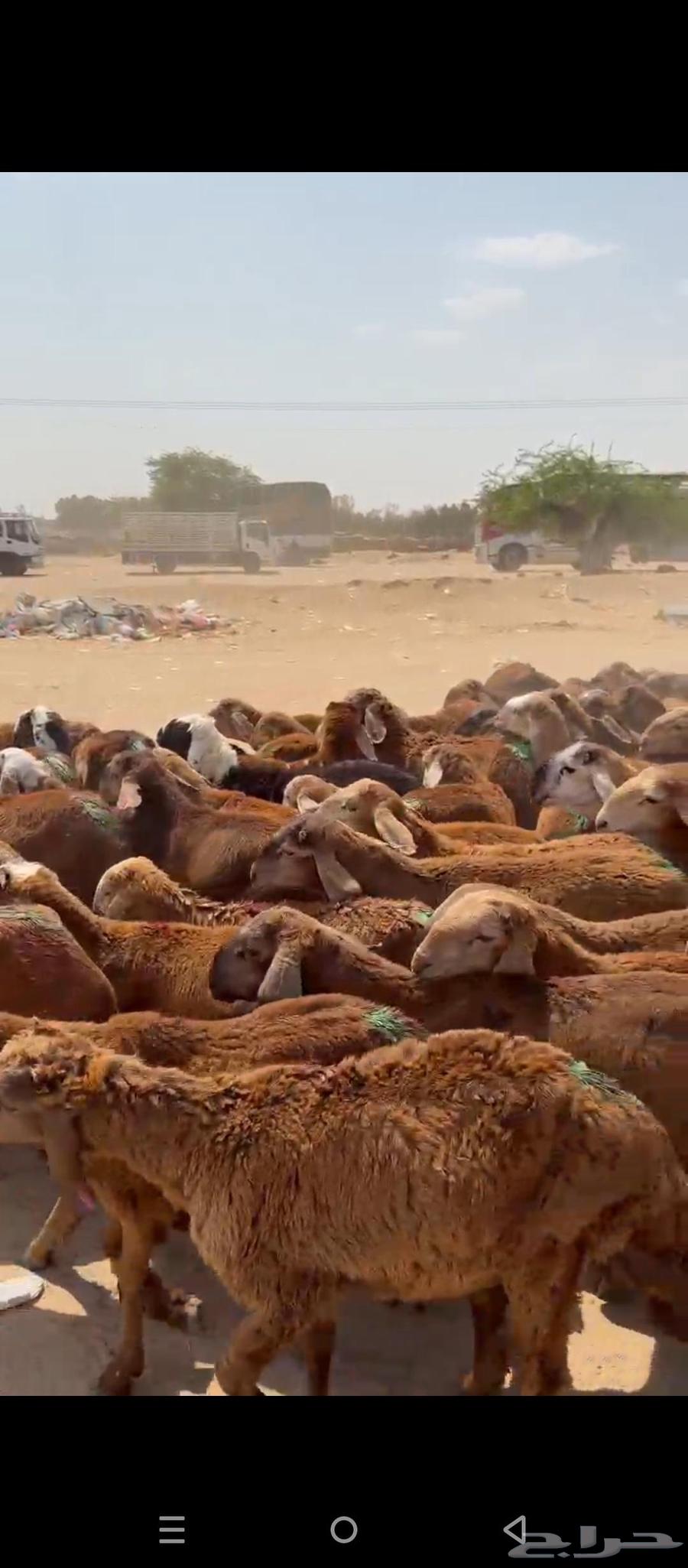 طليان سواكني64558822917507113