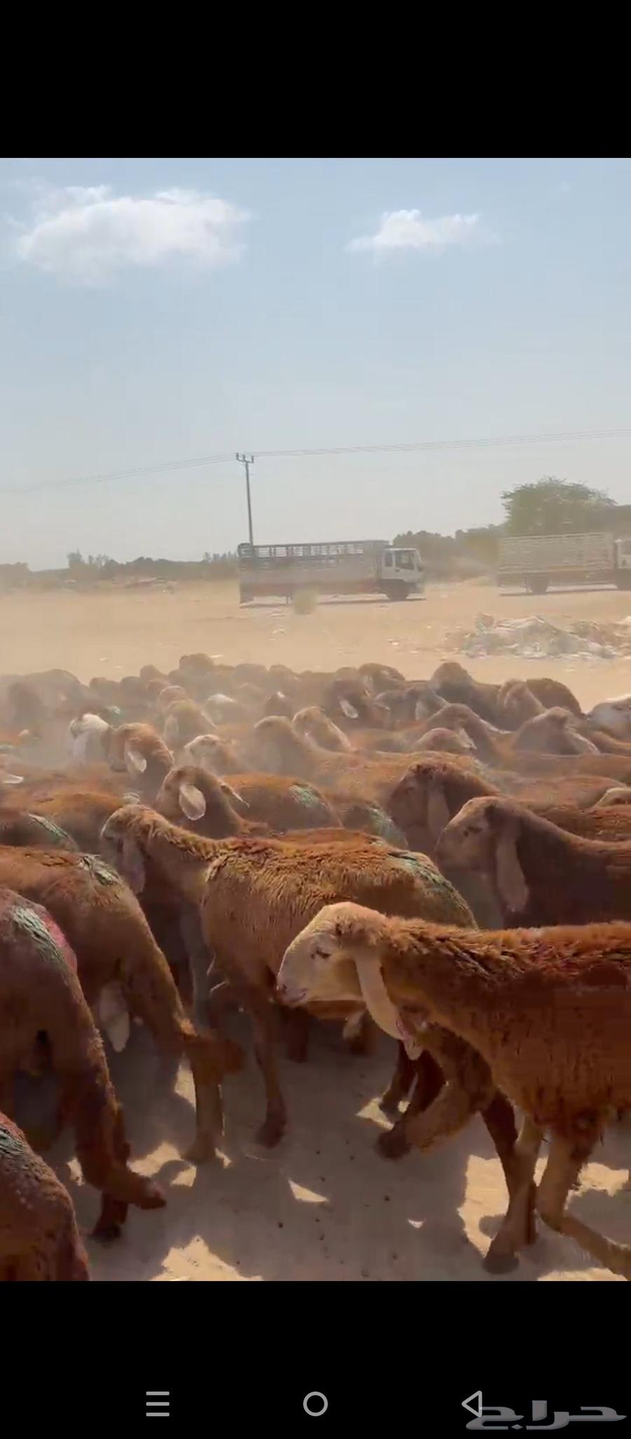 طليان سواكني64558822917507110