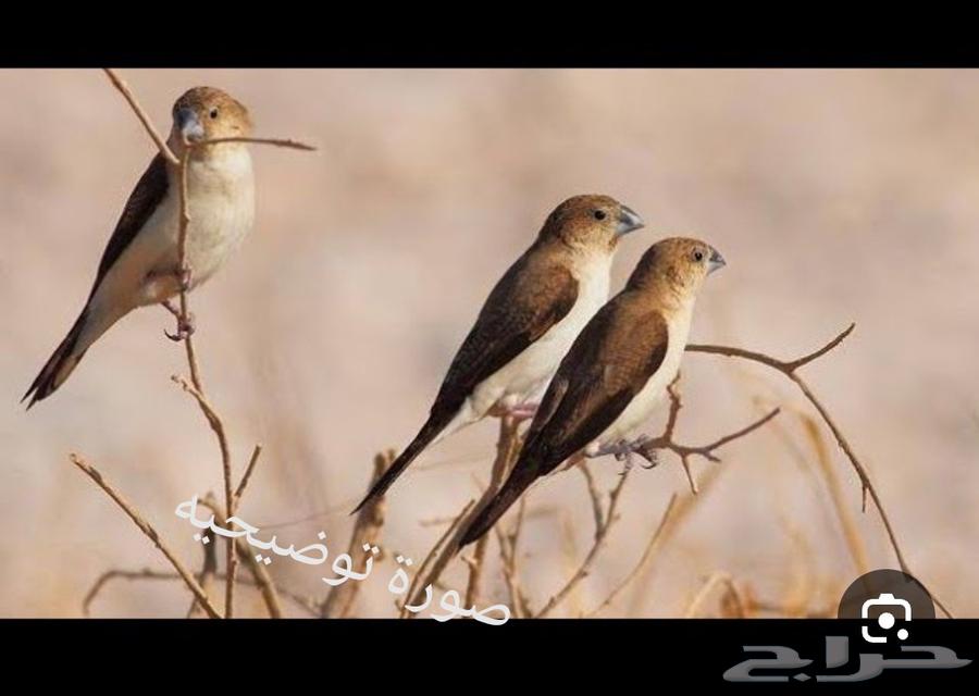 للبيع جوز زيبرا عربي منتج على كلام راعيهم الحد 60 ريال64597568649090111