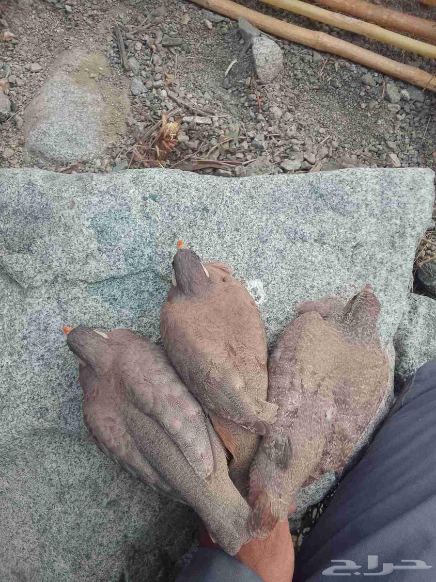 حجل بري للبيع64598130293506110