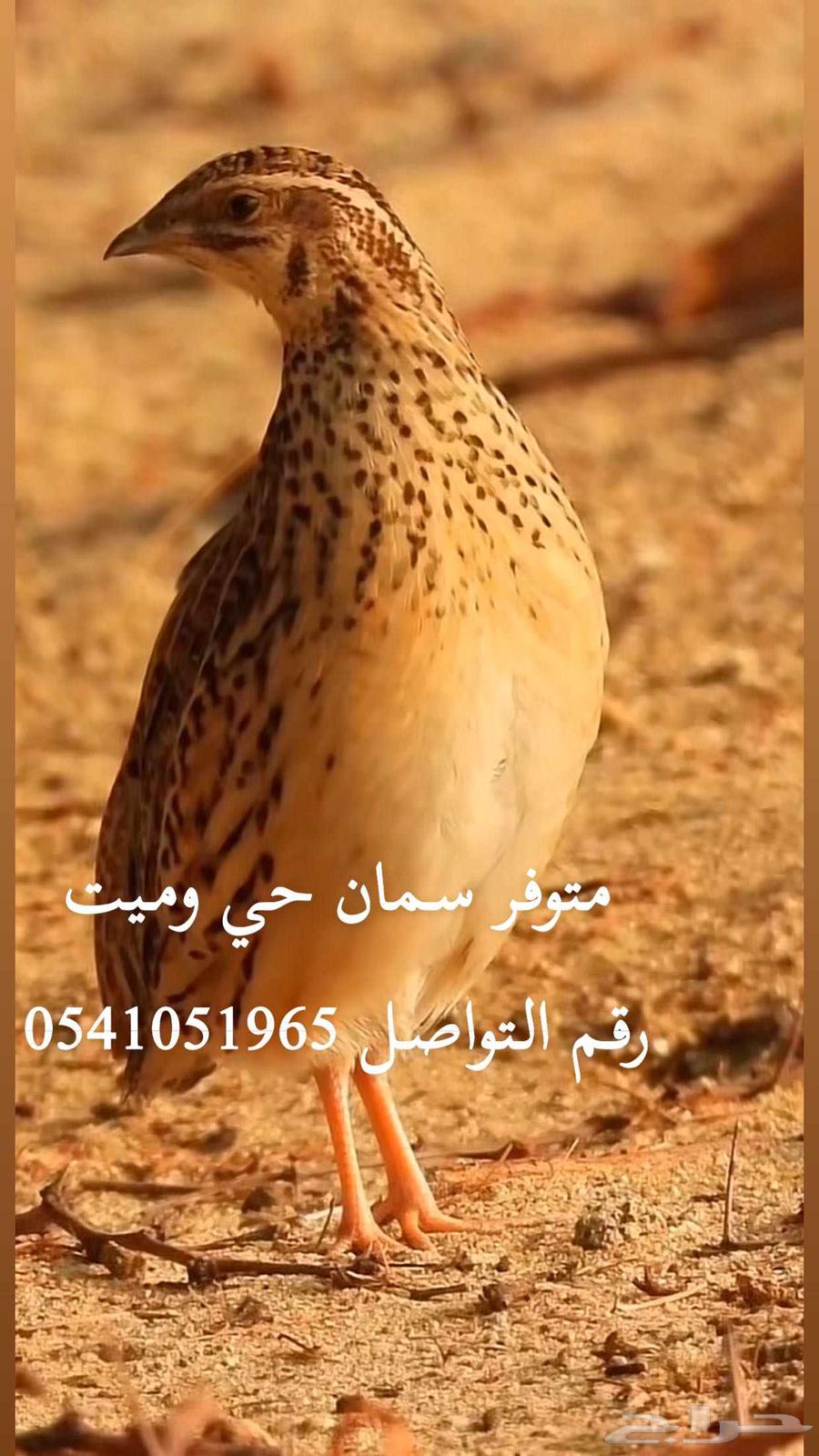 السعر الجوز على 20 ريال وسمان بري ومشروط64598130285827110