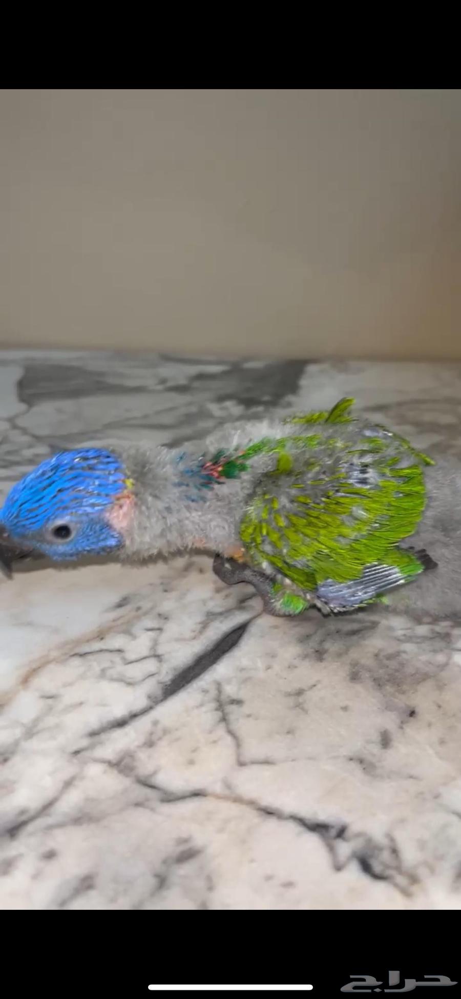 فرخ لوري64597298852993110