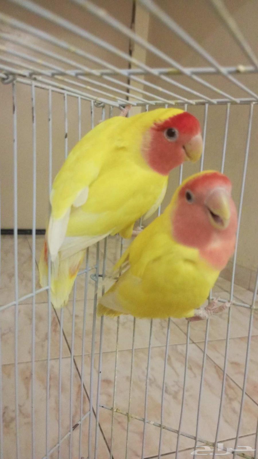 Rosewood Nut for Sale – Another Product, Latest Batch with Three Nuts64597323772802112