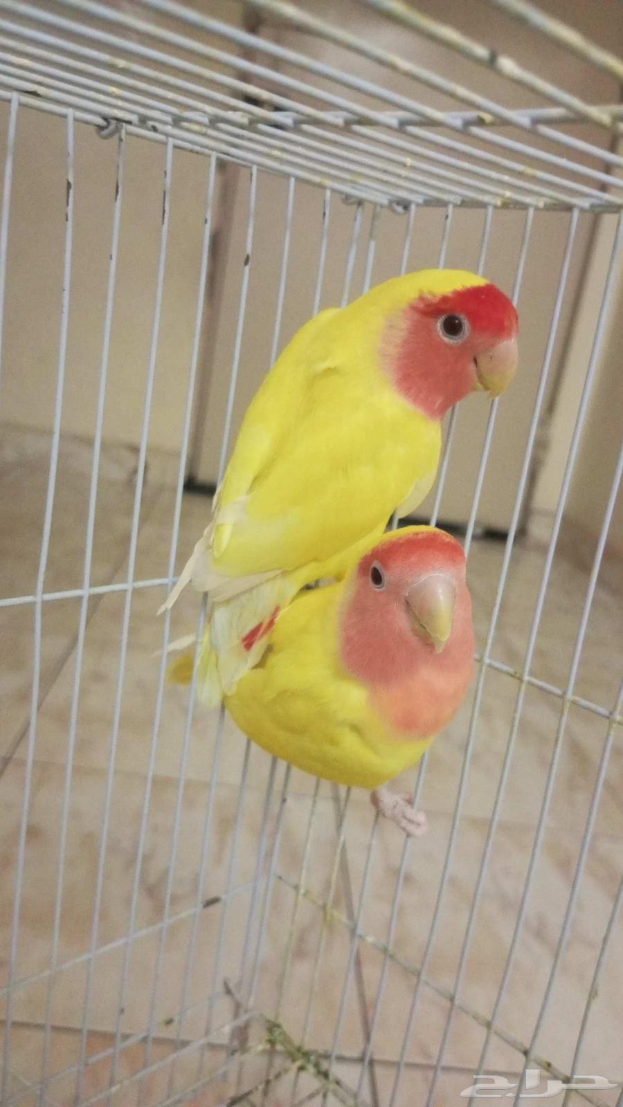 Rosewood Nut for Sale – Another Product, Latest Batch with Three Nuts64597323772802111