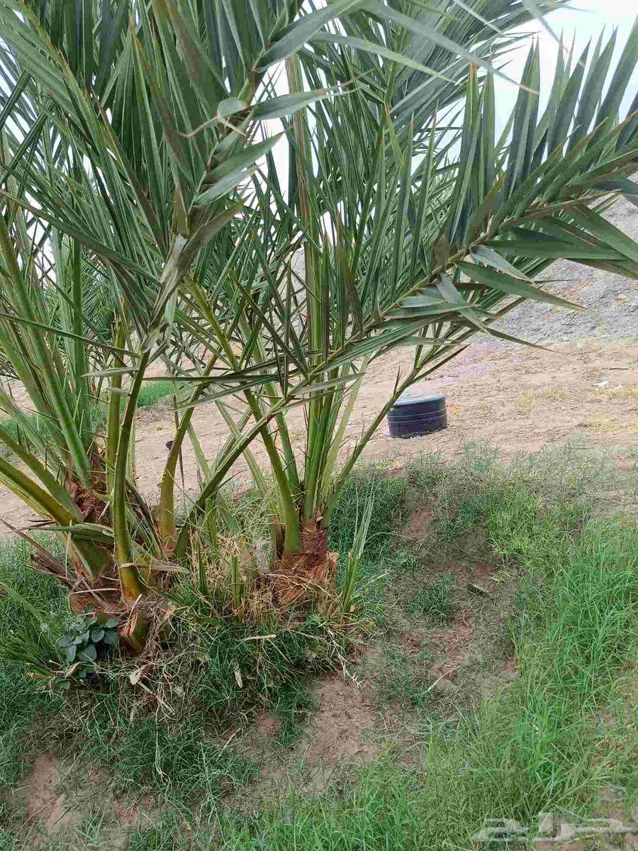 Ajwa Dates for Sale64598388756225112