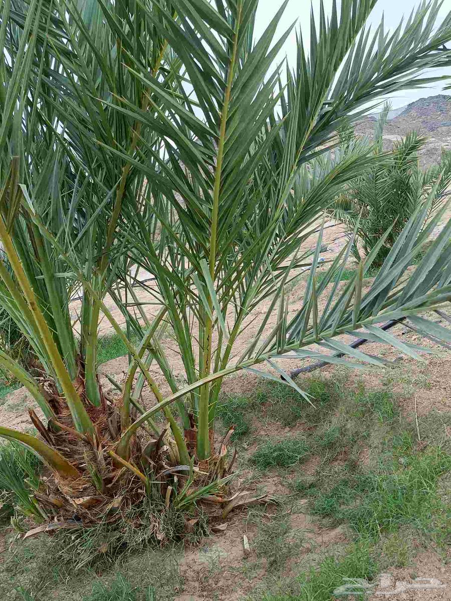 Ajwa Dates for Sale64598388756225111