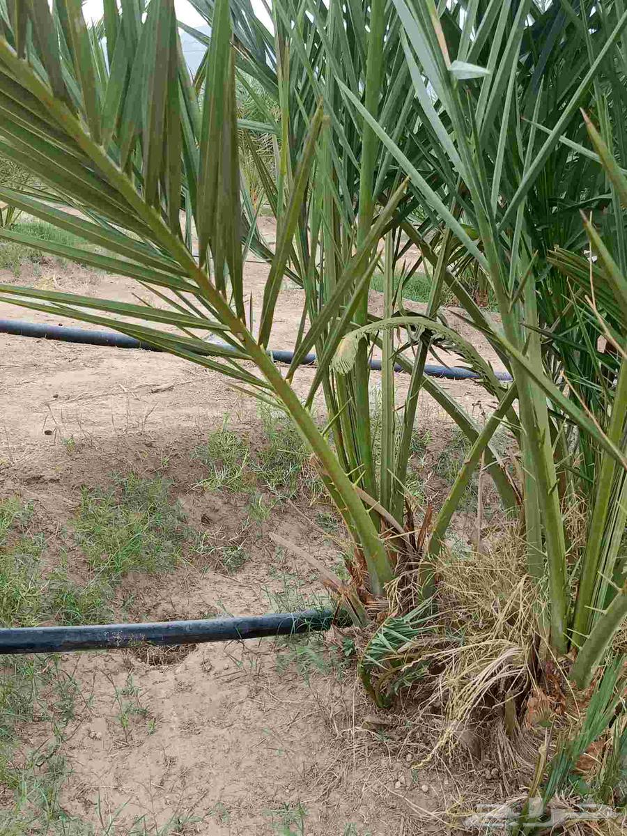 Ajwa Dates for Sale64598388756225113