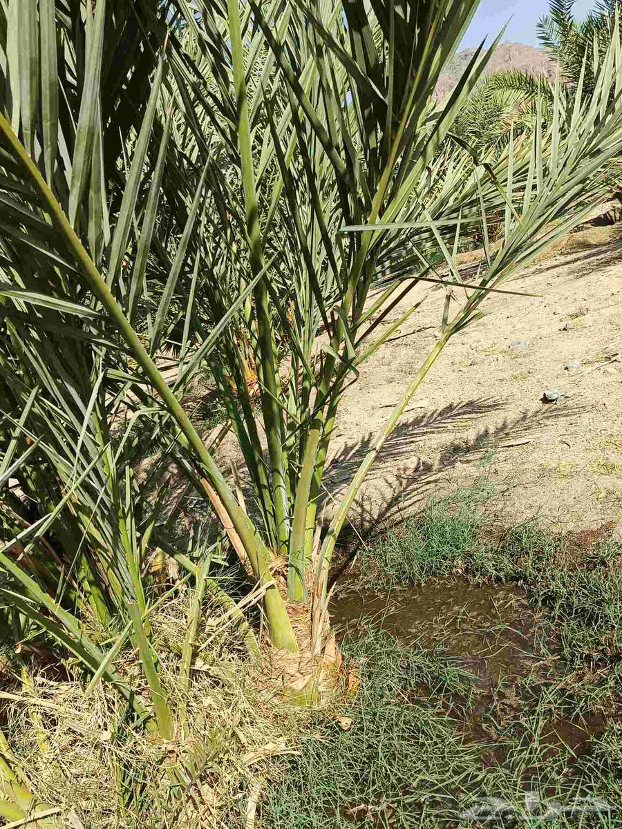 Ajwa Dates for Sale64598388756225114