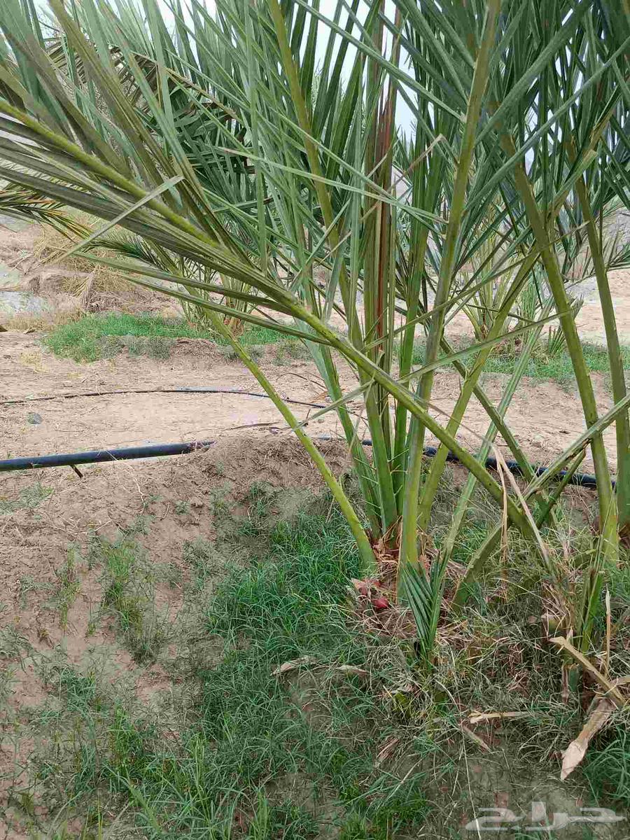 Ajwa Dates for Sale64598388756225110