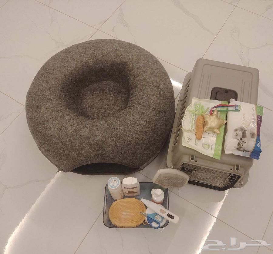 بيع أغراض للقطط الموقع في جده64596563249537111