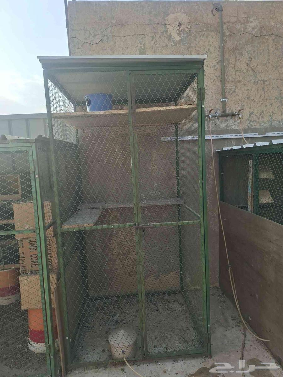 عشة للبيع64598142477315111