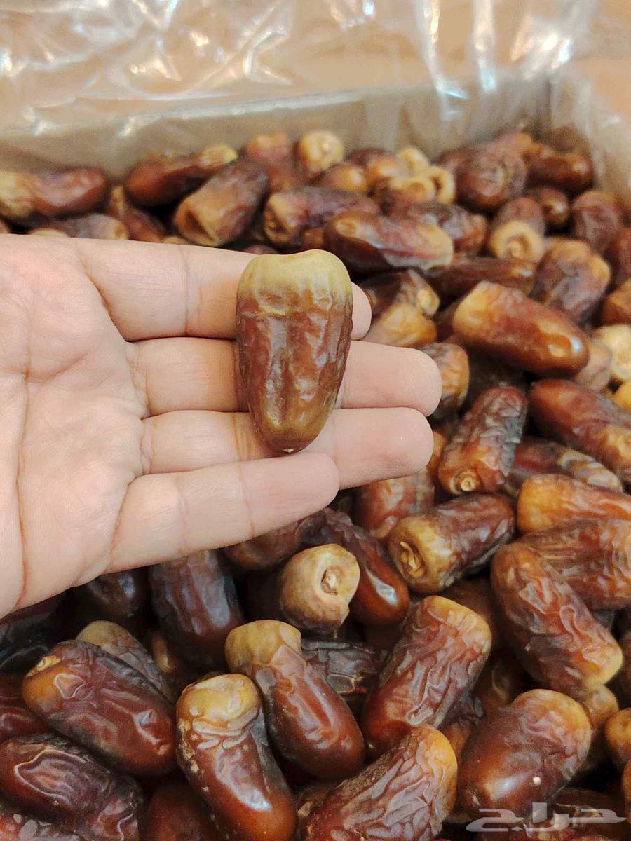 تمر برني العيص الفاخر الملكي سطول صغيره وكراتين64598142499843112