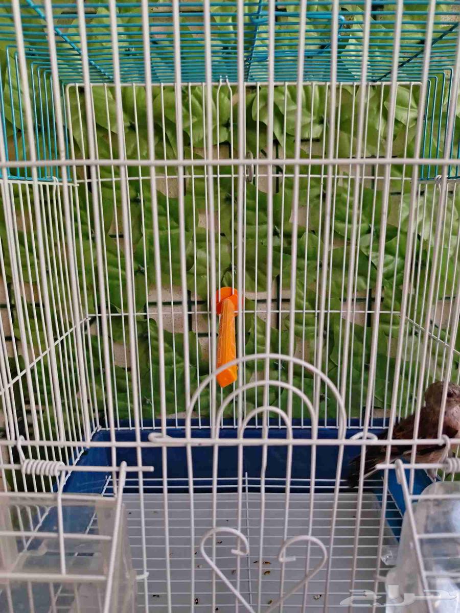 ذكر حسون يماني64598572948227111