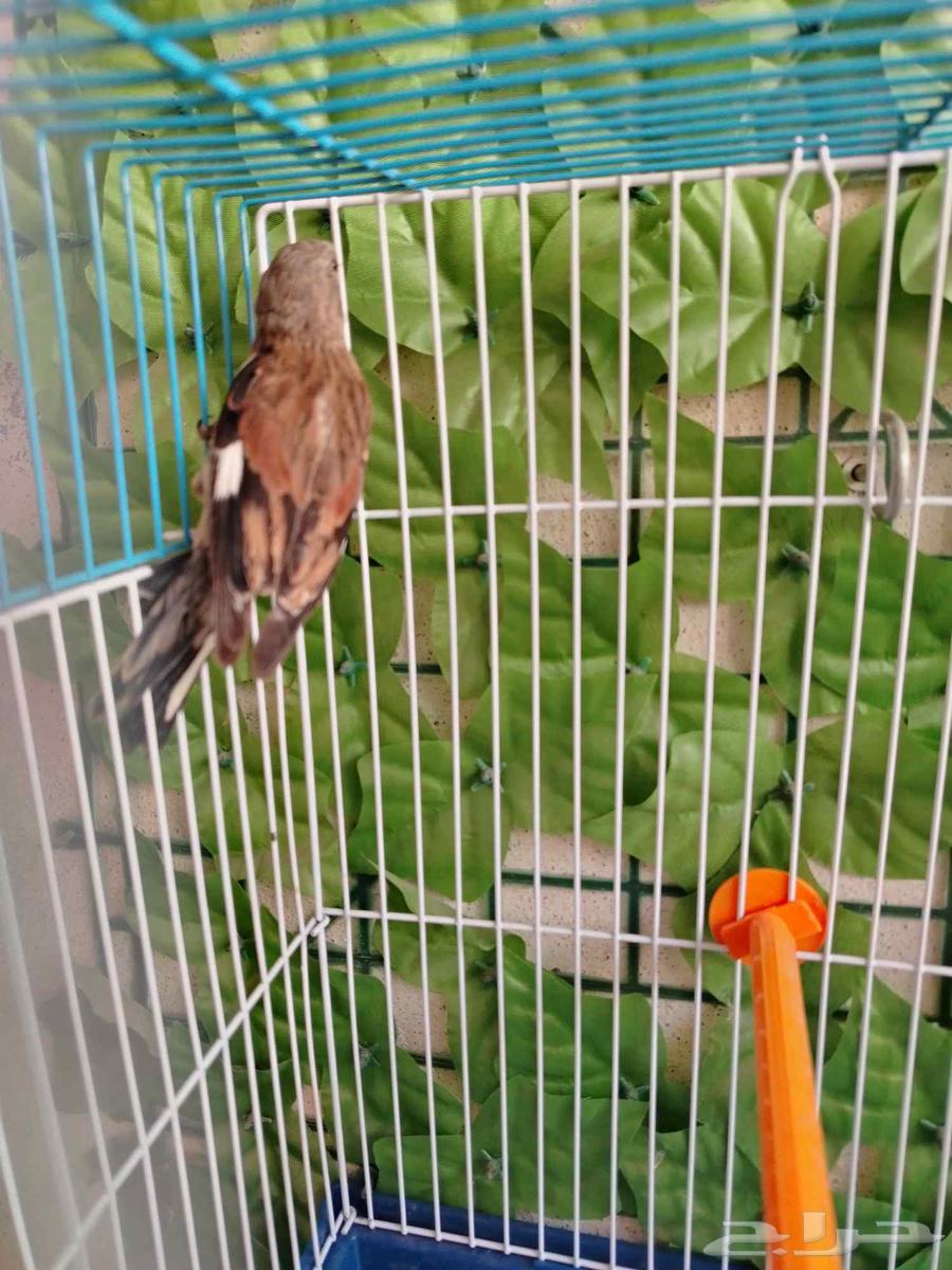 ذكر حسون يماني64598572948227110