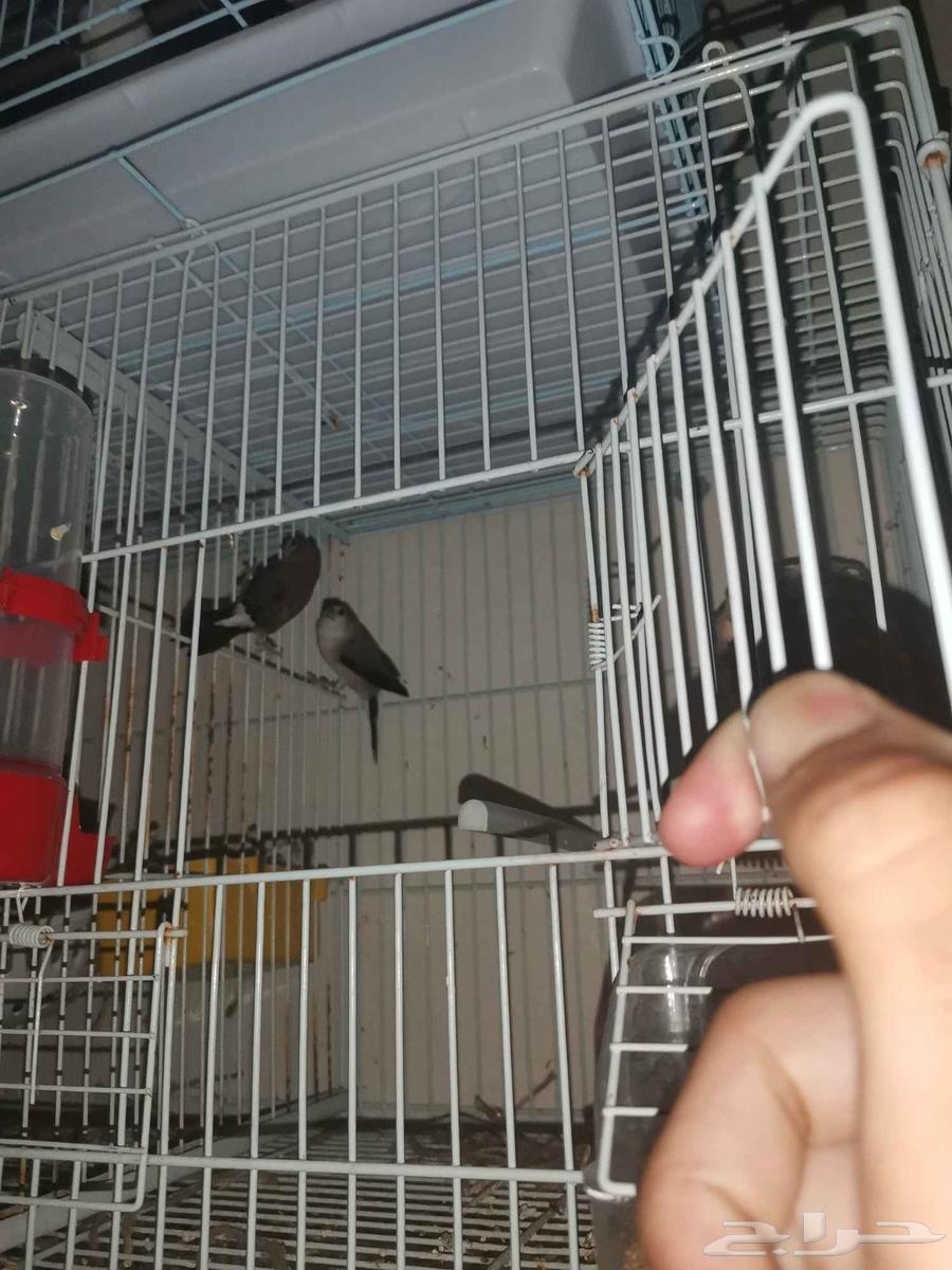 للبيع جوز زيبرا عربي منتج على كلام راعيهم الحد 60 ريال64597568649090110