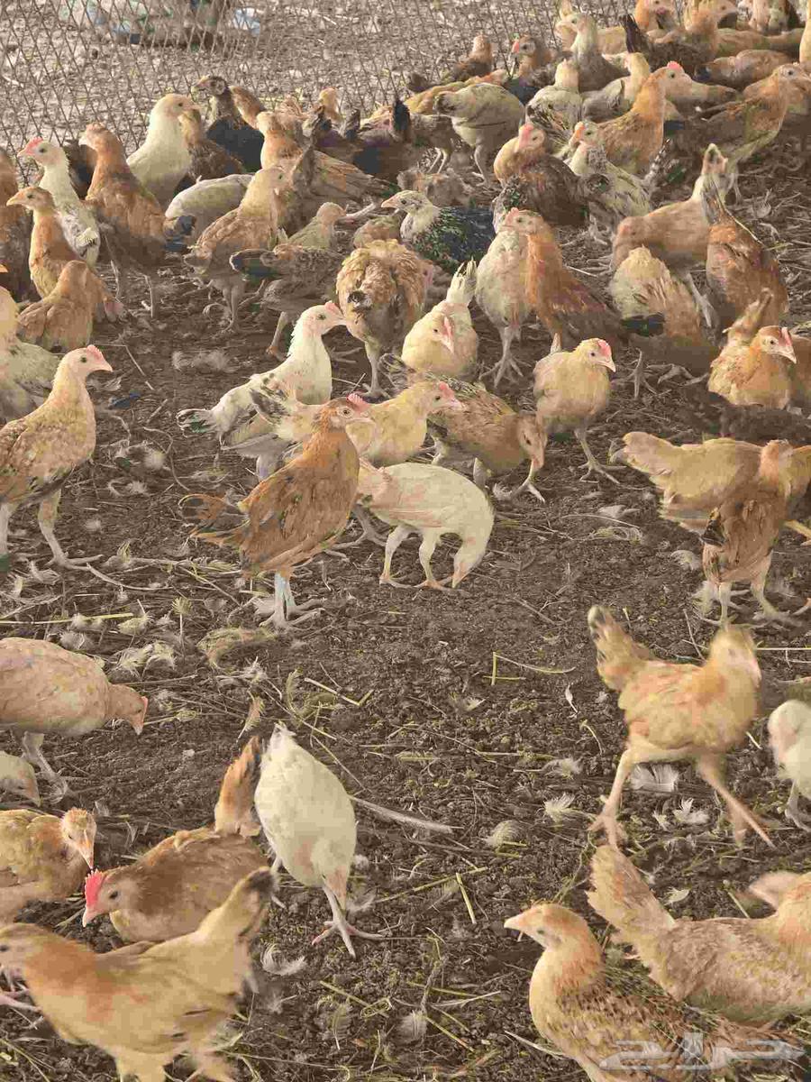 صوص بلدي عمر شهرين واسبوع64598880576130110