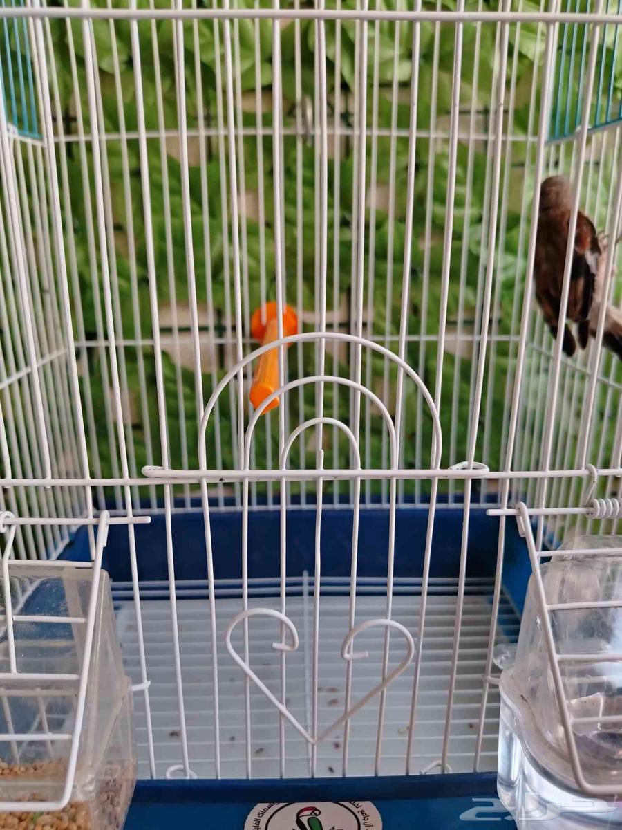 ذكر حسون يماني64598572948227112