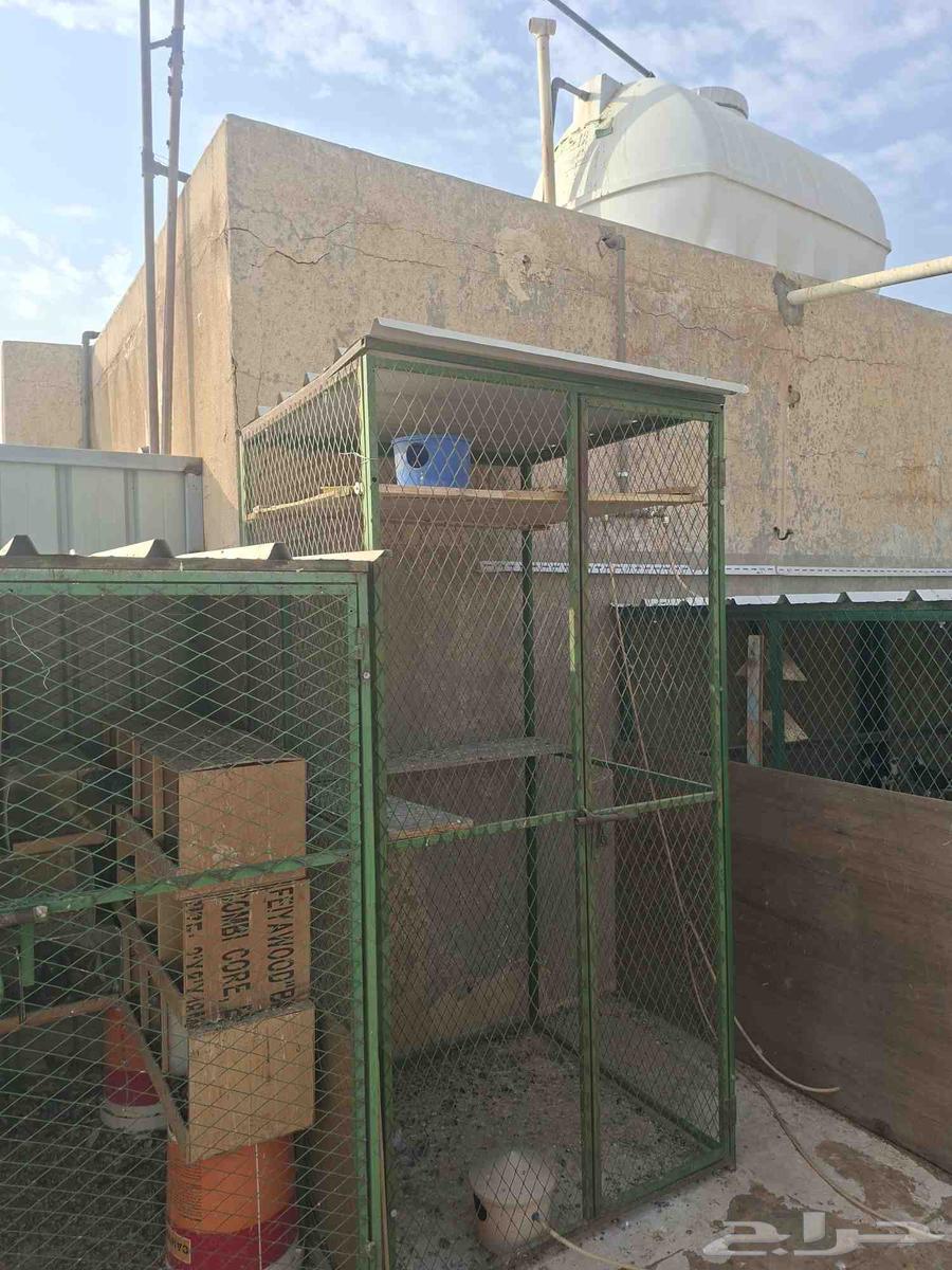 عشة للبيع64598142477315110