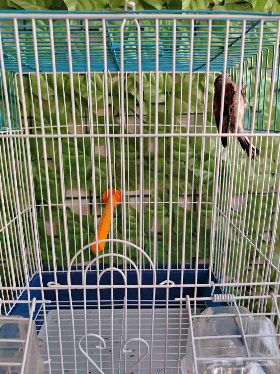 ذكر حسون يماني64598572948227113