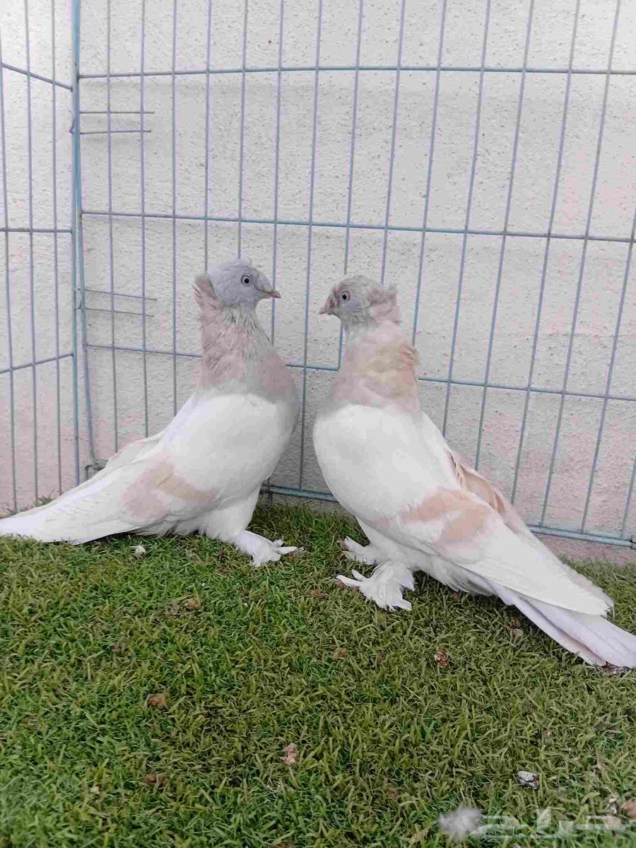 زوج تركي ليموني دبل كرست64596956428033112