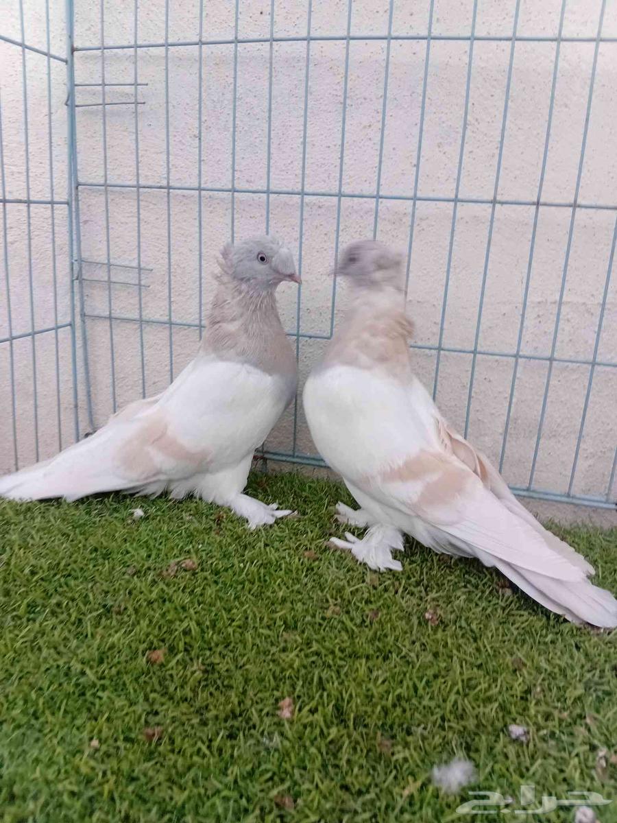 زوج تركي ليموني دبل كرست64596956428033111