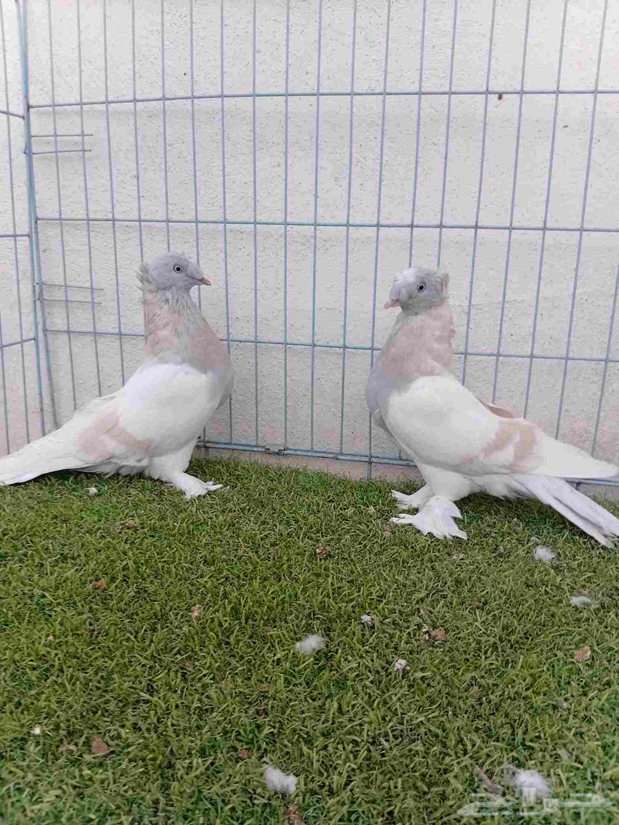 زوج تركي ليموني دبل كرست64596956428033114