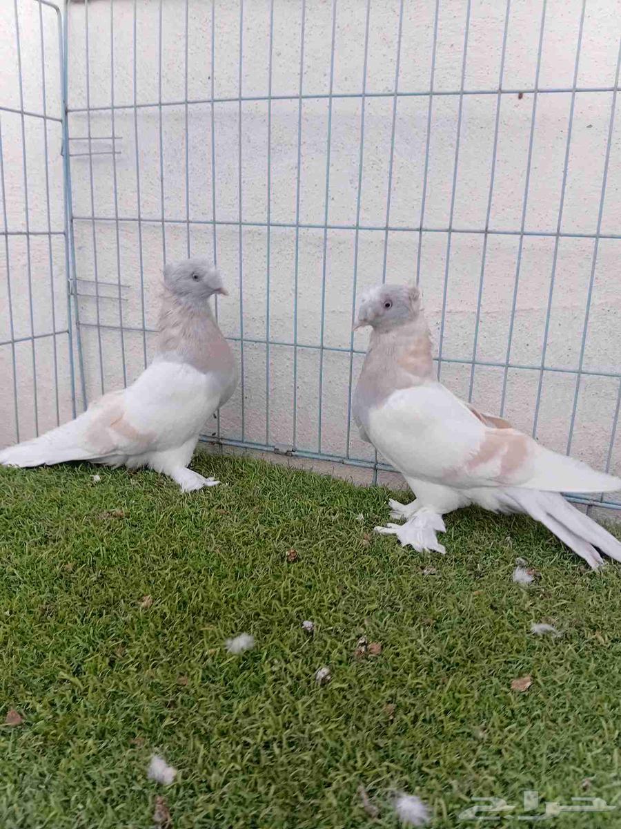 زوج تركي ليموني دبل كرست64596956428033110