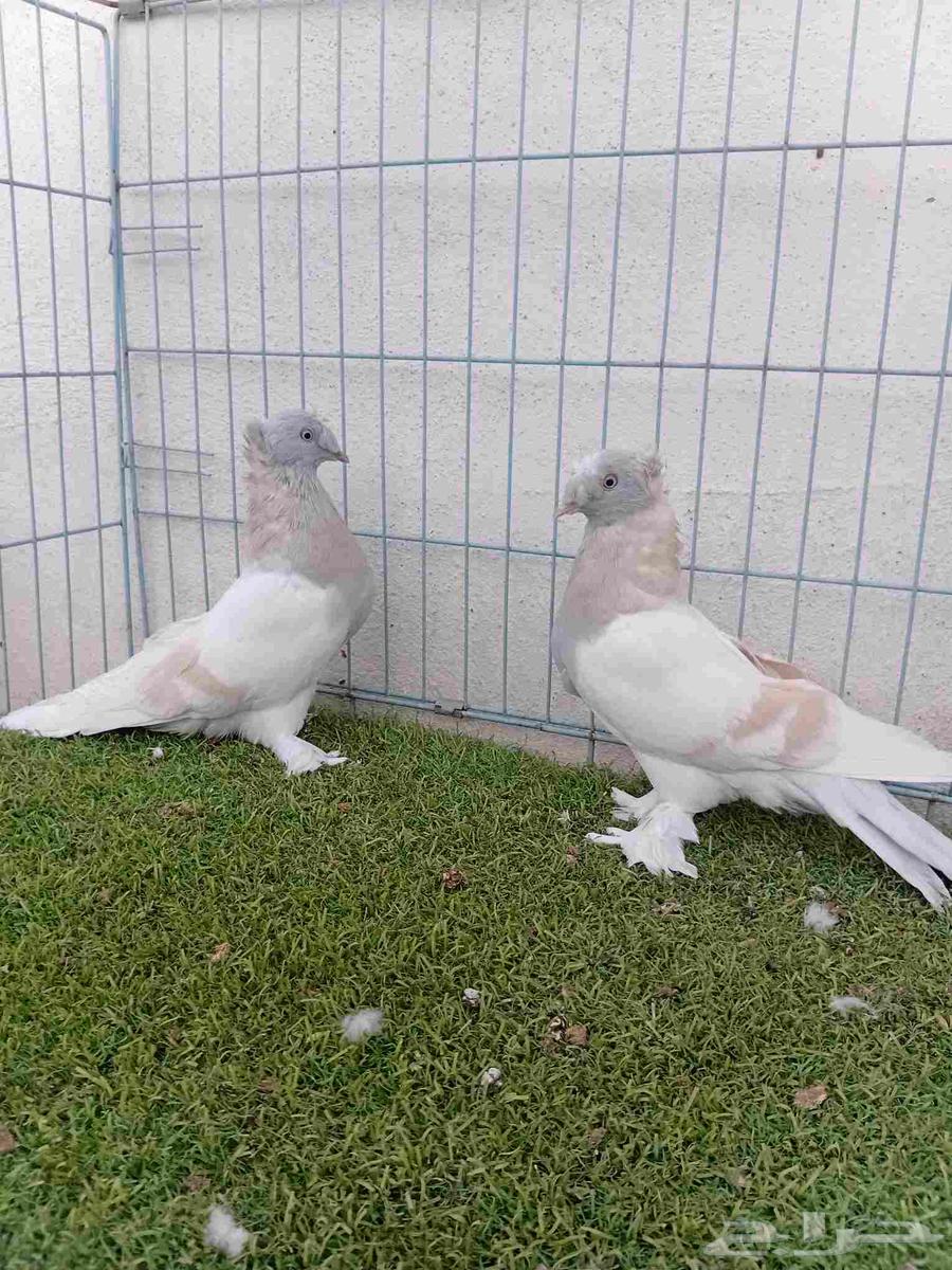 زوج تركي ليموني دبل كرست64596956428033113