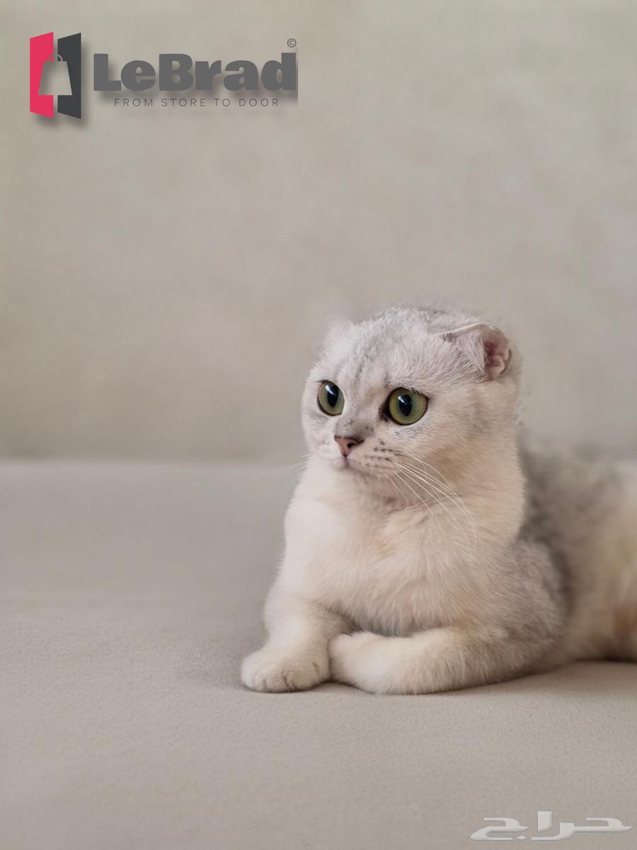 قطه سكوتش بريتيش شانشيلا NS25 بيور (نادرة)64418757424257110