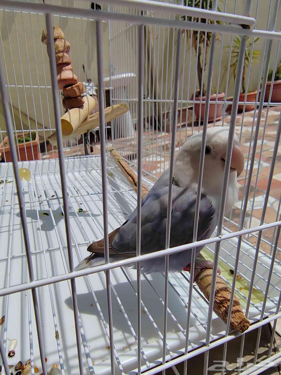 انثى روز للبيع64598831725442114