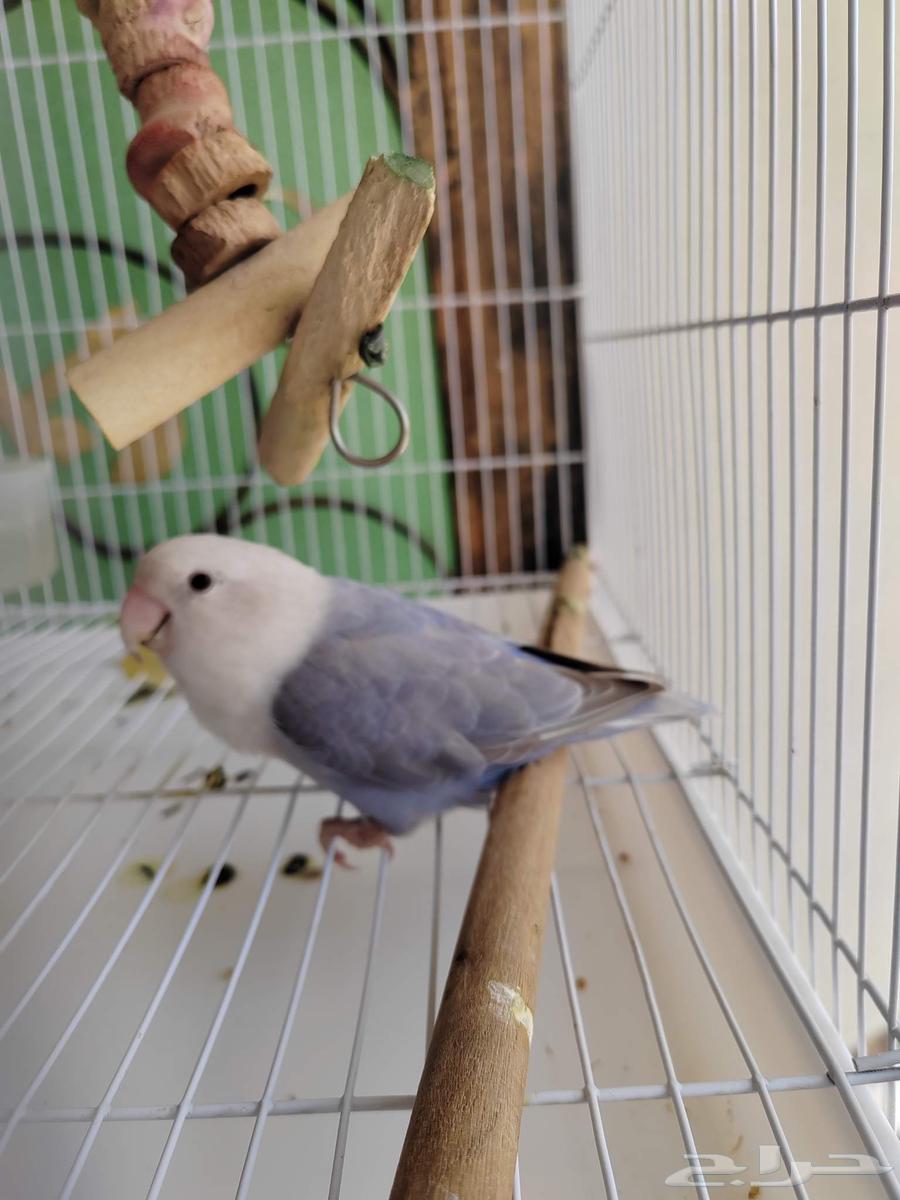 انثى روز للبيع64598831725442110