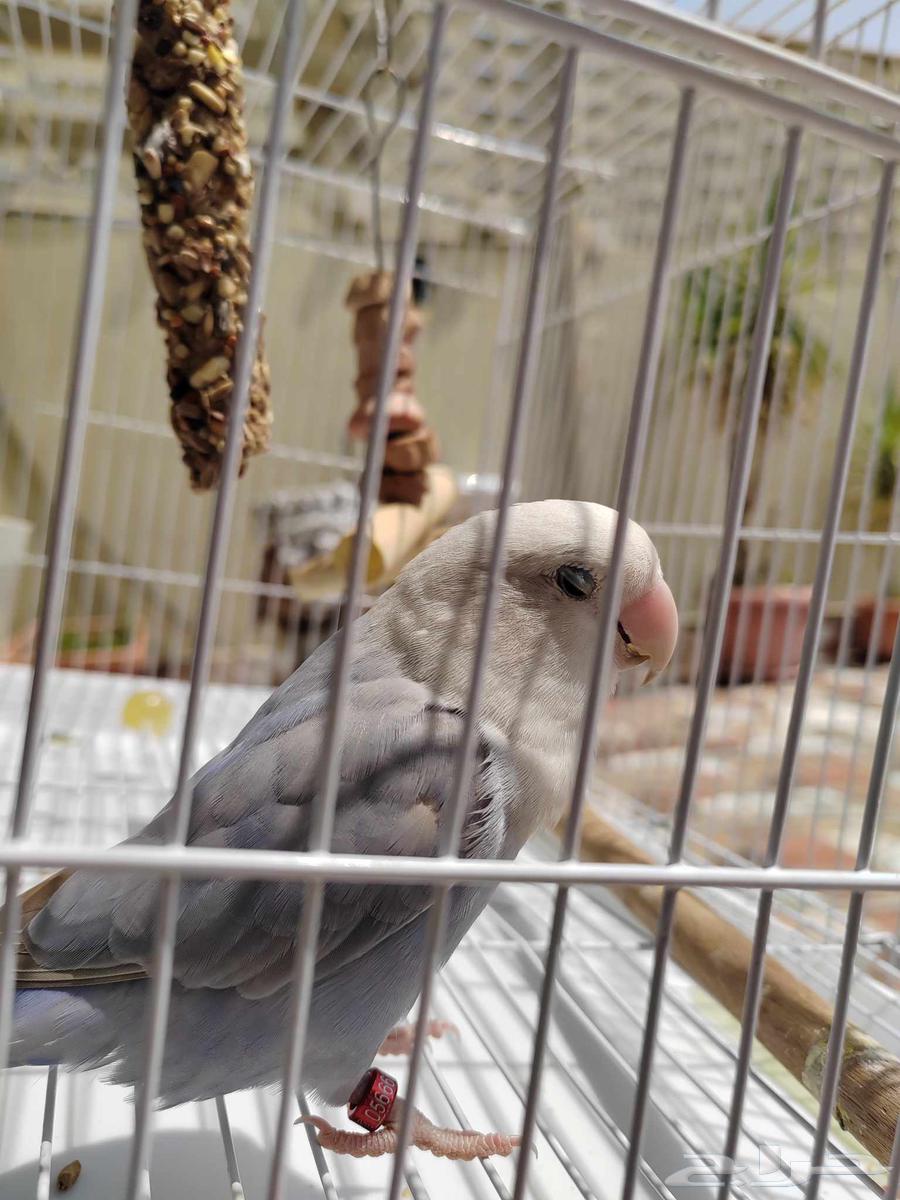 انثى روز للبيع64598831725442112