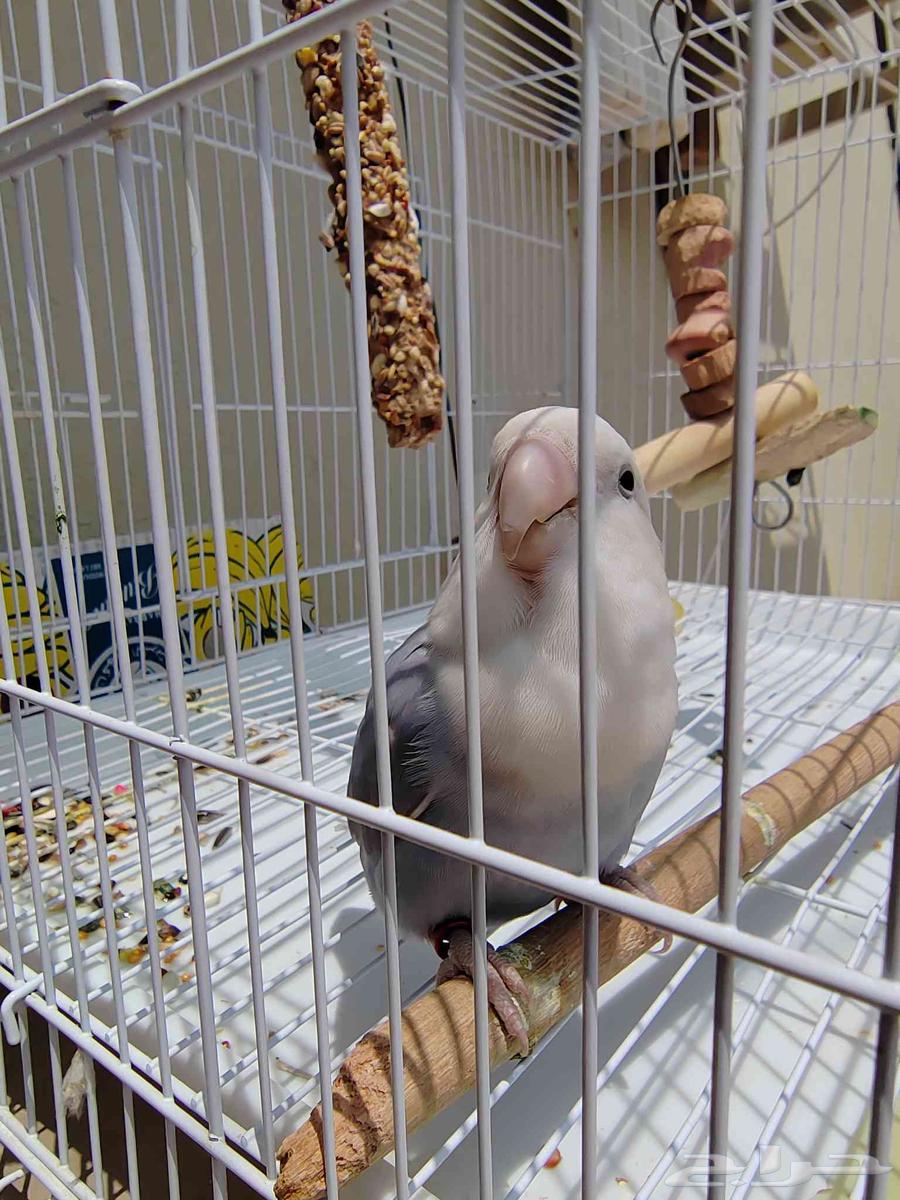 انثى روز للبيع64598831725442113