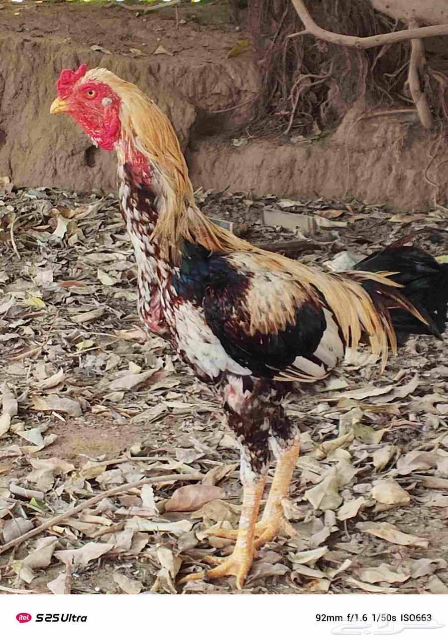 ديوكا بلدي فاخر من الاخر العدد 10 في حجم كبير وحجم وسط64598191220738114