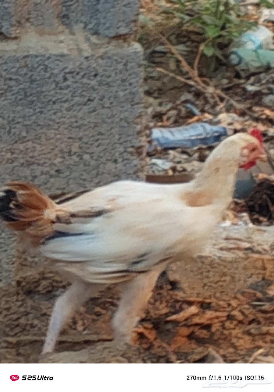 ديوكا بلدي فاخر من الاخر العدد 10 في حجم كبير وحجم وسط64598191220738110