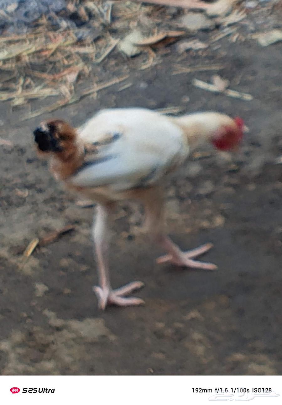 ديوكا بلدي فاخر من الاخر العدد 10 في حجم كبير وحجم وسط64598191220738112