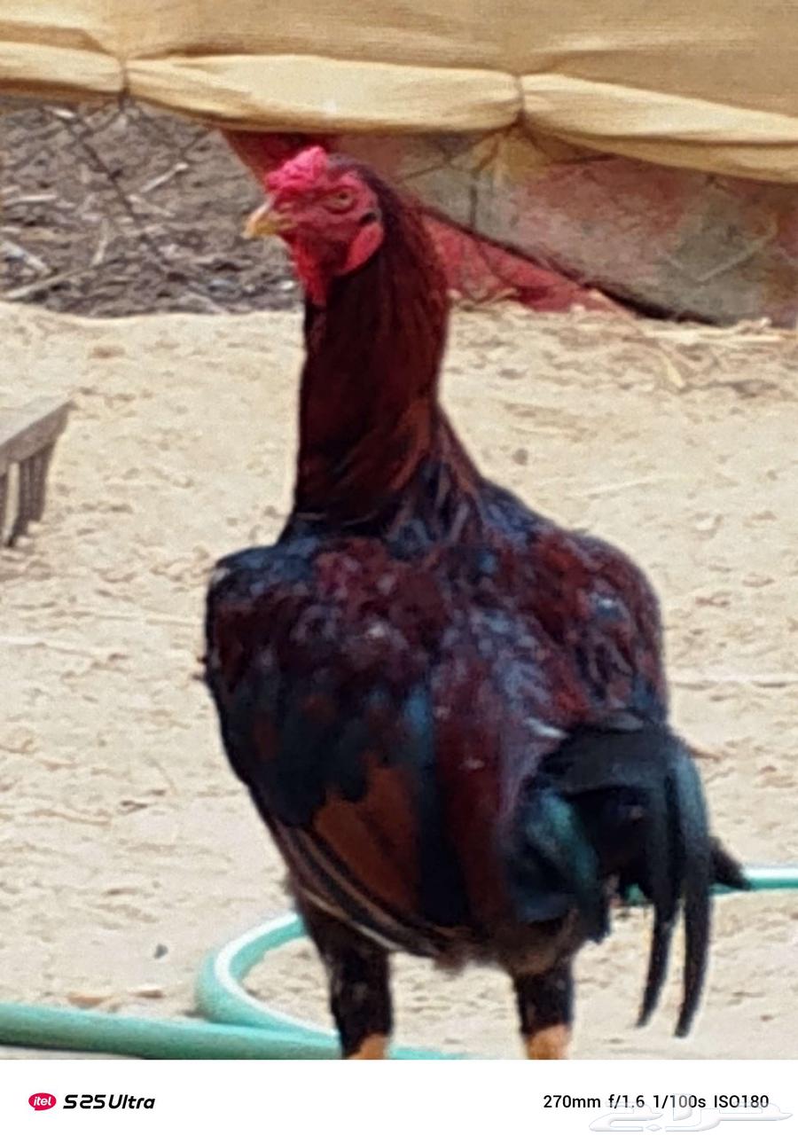 ديوكا بلدي فاخر من الاخر العدد 10 في حجم كبير وحجم وسط64598191220738113