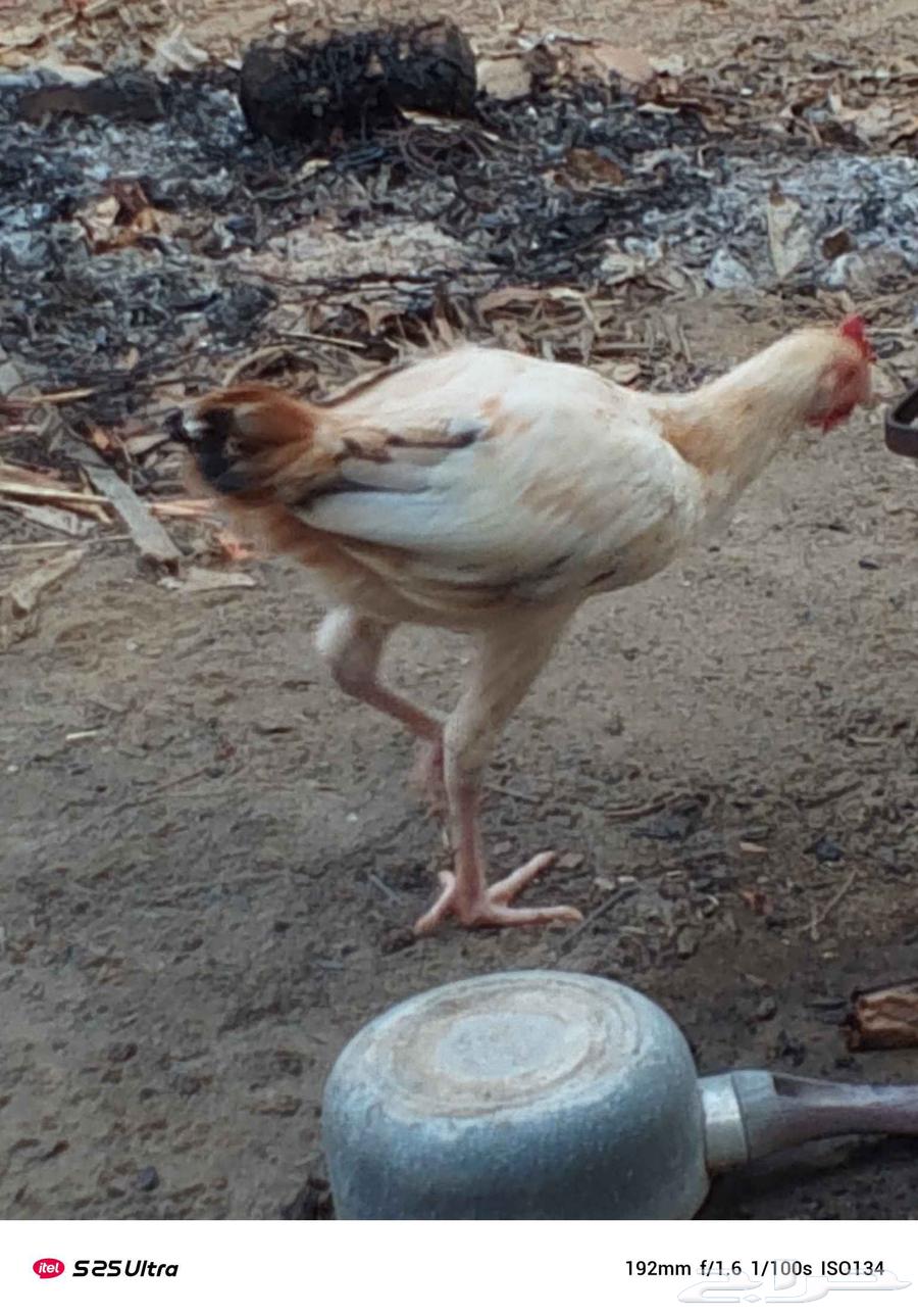 ديوكا بلدي فاخر من الاخر العدد 10 في حجم كبير وحجم وسط64598191220738111