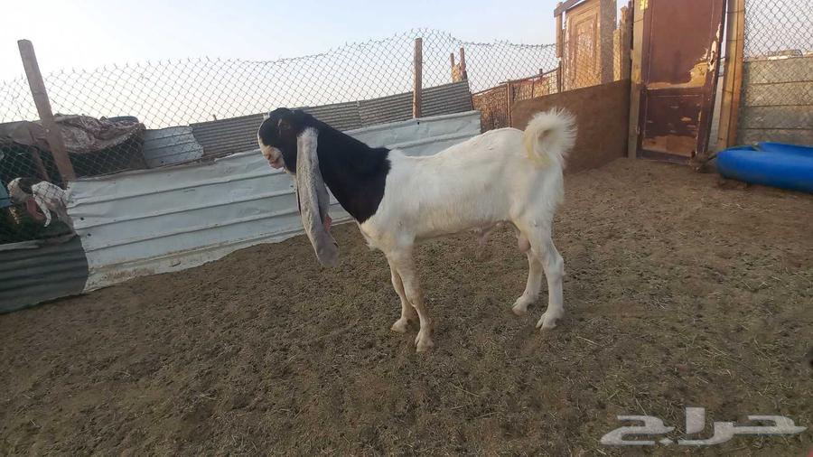 للبيع فحل خصم64597765191938110