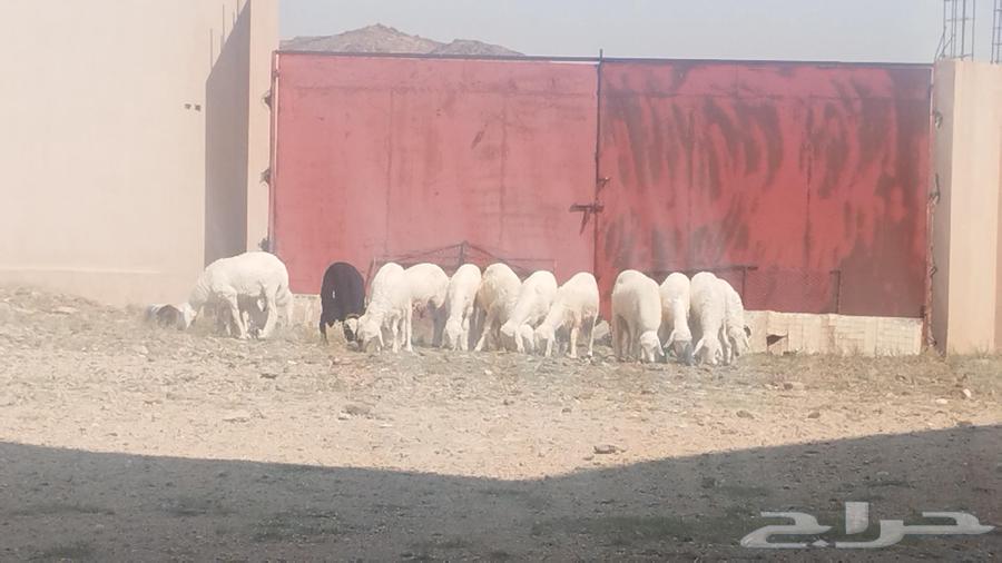 خرفان للبيع64435450142593111