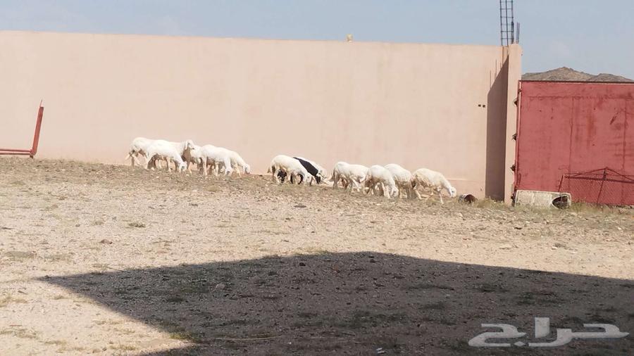 خرفان للبيع64435450142593110