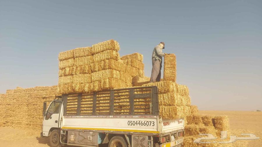 موجود تيبن شد ممتاز64598684182275111