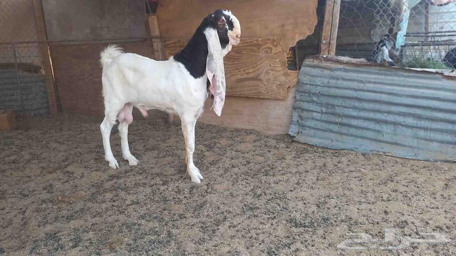 للبيع فحل خصم64597765191938111