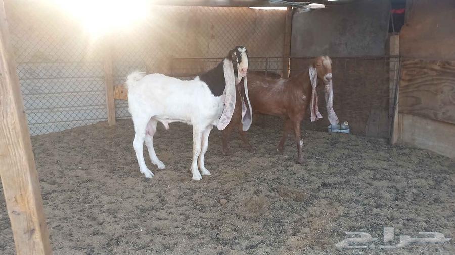 للبيع فحل خصم64597765191938113