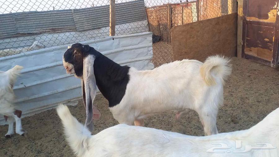 للبيع فحل خصم64597765191938114