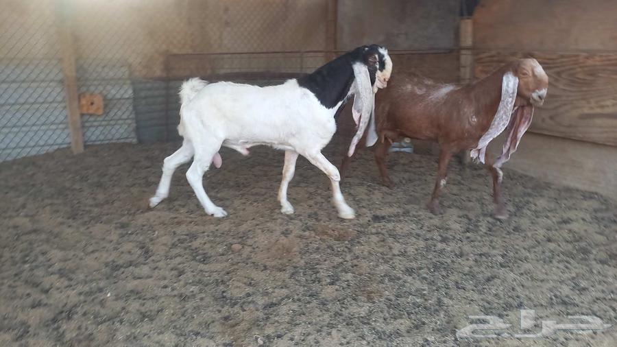 للبيع فحل خصم64597765191938112