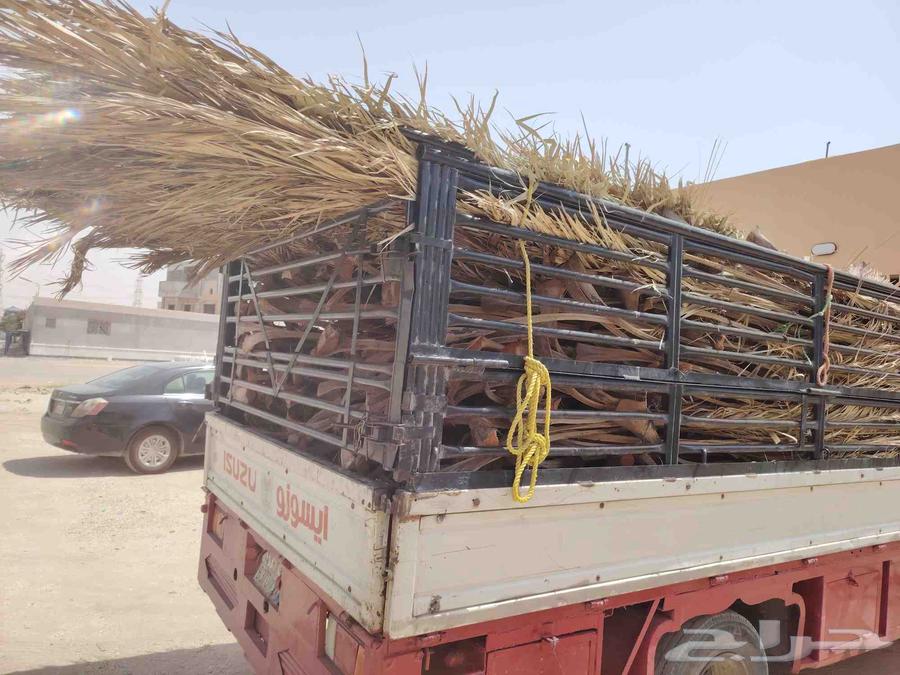 سعف نخيل للبيع دينا مليانه64598892719363111