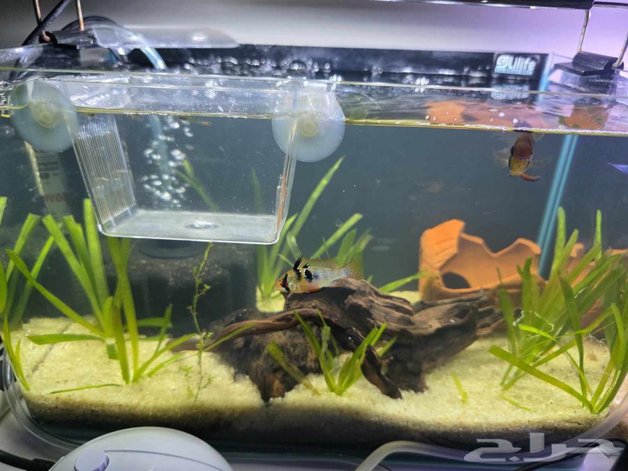 حوض سمك للبيع مقاس 35 سم بالاسماك64464153606530114