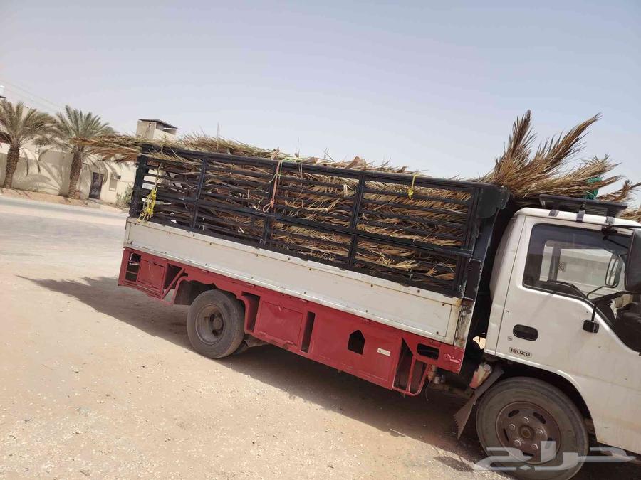 سعف نخيل للبيع دينا مليانه64598892719363110